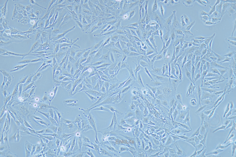 人肺腺鳞癌细胞NCI-H596(STR鉴定) | EnkiLife恩玑生命