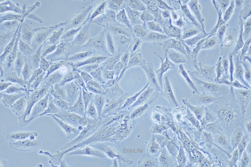 人肺腺鳞癌细胞NCI-H596(STR鉴定) | EnkiLife恩玑生命