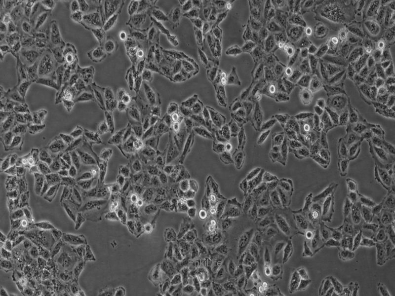 人肝癌细胞Bel-7402(STR鉴定) | EnkiLife恩玑生命