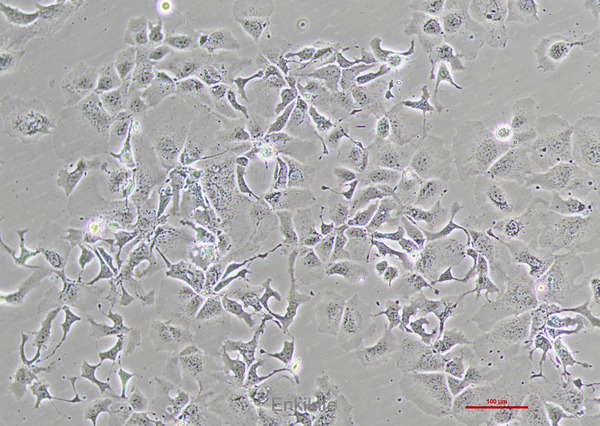 人肝癌细胞Hep-3B(STR鉴定) | EnkiLife恩玑生命