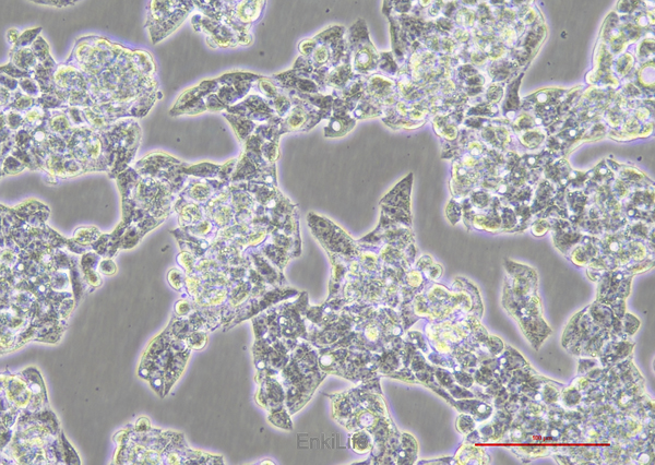 人肝癌细胞HepG2(STR鉴定) | EnkiLife恩玑生命