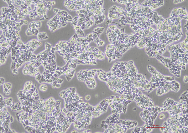 人肝癌细胞HepG2(STR鉴定) | EnkiLife恩玑生命