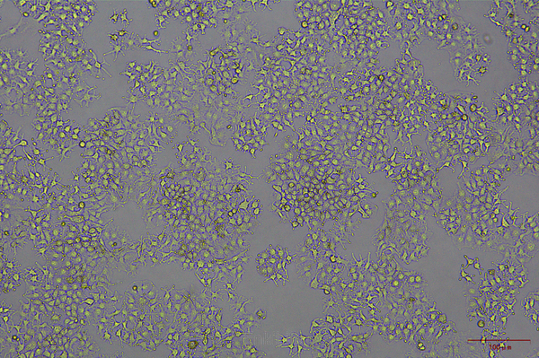 人肝癌细胞HUH-7(STR鉴定) | EnkiLife恩玑生命