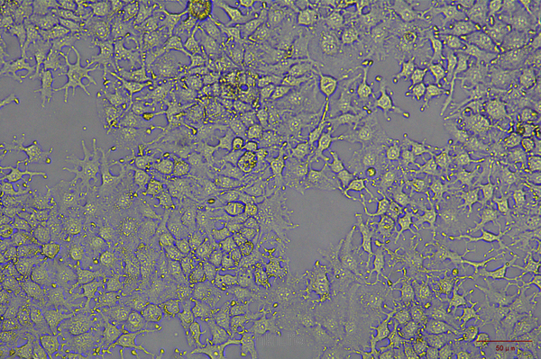 人肝癌细胞HUH-7(STR鉴定) | EnkiLife恩玑生命
