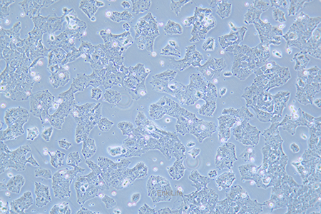 人肝癌细胞JHH-7(STR鉴定) | EnkiLife恩玑生命