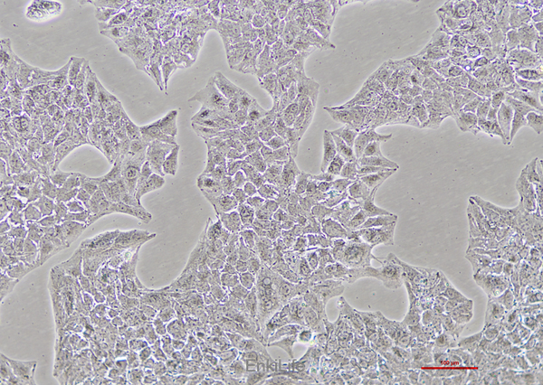 人肝癌细胞Li-7(STR鉴定) | EnkiLife恩玑生命