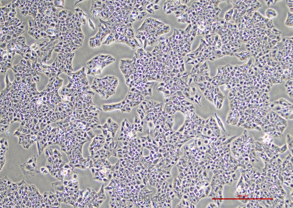 人肝癌细胞Li-7(STR鉴定) | EnkiLife恩玑生命