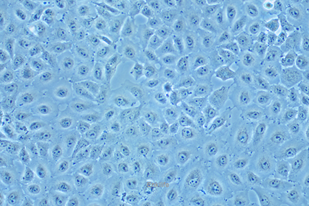 人肝癌细胞Mahlavu(STR鉴定) | EnkiLife恩玑生命