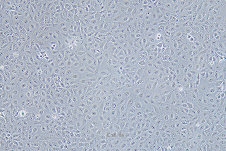 人肝癌细胞Mahlavu(STR鉴定) | EnkiLife恩玑生命