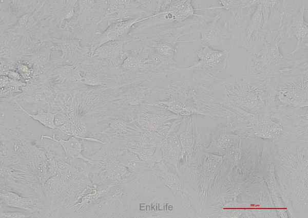 人肝癌细胞SNU-387(STR鉴定) | EnkiLife恩玑生命