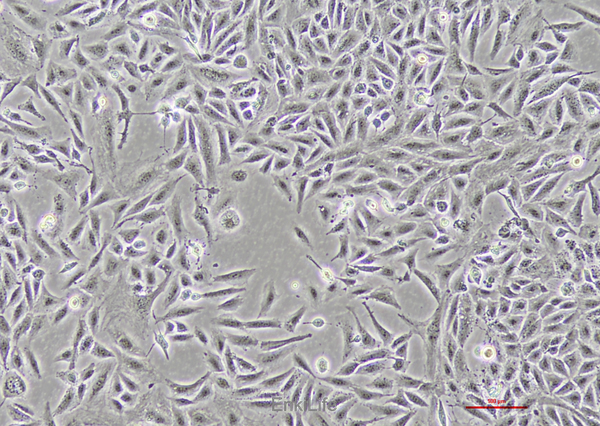 人肝癌细胞SNU-449(STR鉴定) | EnkiLife恩玑生命