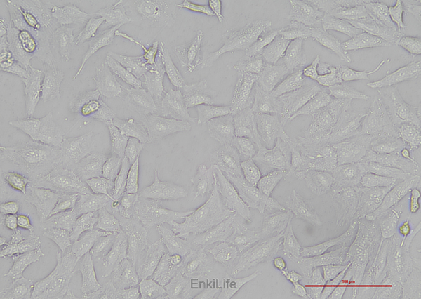 人肝癌细胞SNU-449(STR鉴定) | EnkiLife恩玑生命