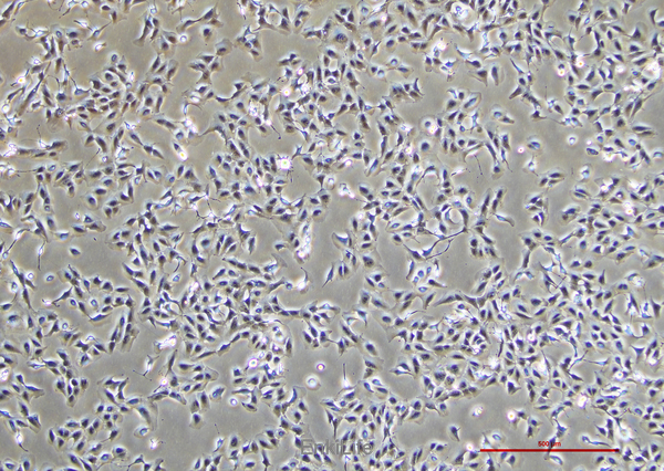 人肝胆管癌细胞RBE(STR鉴定) | EnkiLife恩玑生命