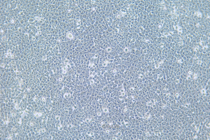 人肝细胞HL-7702[L-02](STR鉴定) | EnkiLife恩玑生命