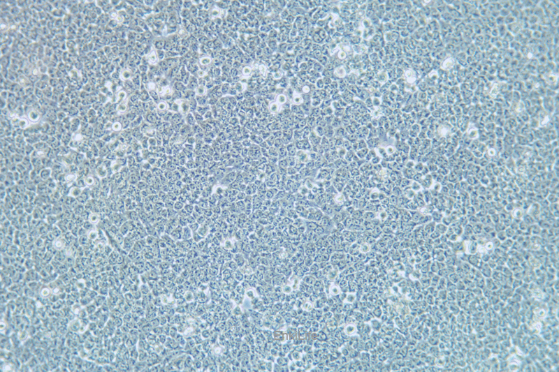 人肝细胞HL-7702[L-02](STR鉴定) | EnkiLife恩玑生命