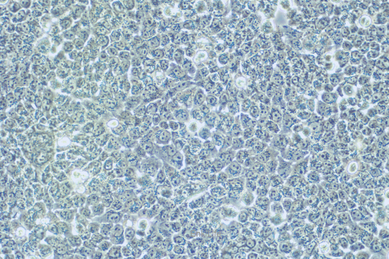 人肝细胞HL-7702[L-02](STR鉴定) | EnkiLife恩玑生命