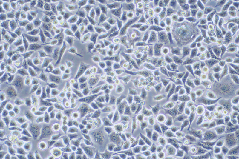 人高转移卵巢癌细胞	HO-8910PM(STR鉴定) | EnkiLife恩玑生命