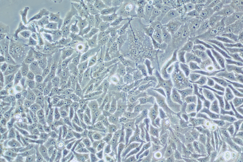 人宫颈癌细胞HELA.S3(STR鉴定) | EnkiLife恩玑生命