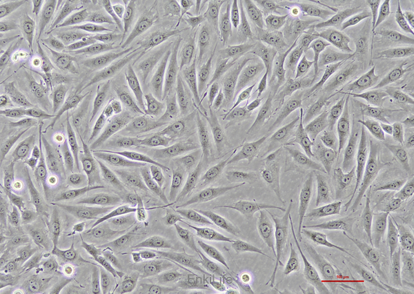 人骨肉瘤细胞MG-63(STR鉴定) | EnkiLife恩玑生命