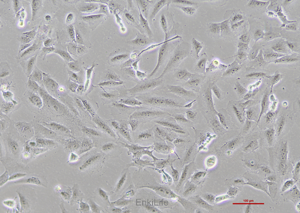 人骨肉瘤细胞SJSA-1(STR鉴定) | EnkiLife恩玑生命