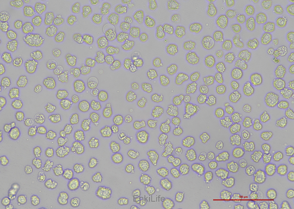 人骨髓瘤细胞NCI-H929(STR鉴定) | EnkiLife恩玑生命