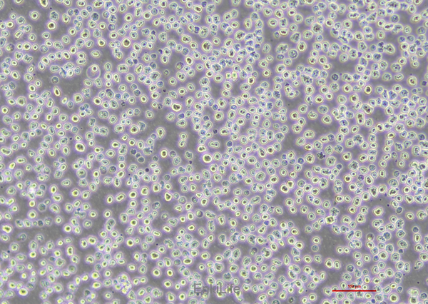人骨髓瘤细胞NCI-H929(STR鉴定) | EnkiLife恩玑生命