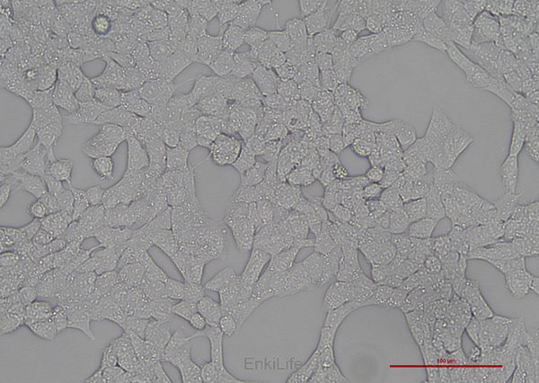 人横纹肌肉瘤细胞A-673(STR鉴定) | EnkiLife恩玑生命