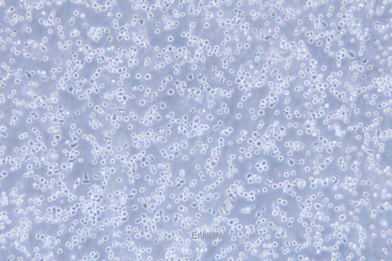 人红白细胞白血病细胞HEL(STR鉴定) | EnkiLife恩玑生命