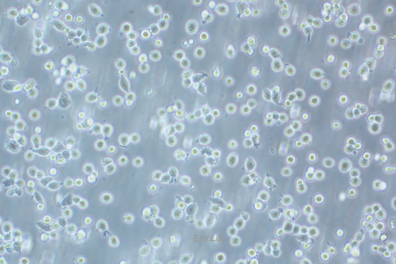 人红白细胞白血病细胞HEL(STR鉴定) | EnkiLife恩玑生命