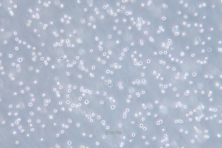 人红白血病细胞Kasumi-1(STR鉴定) | EnkiLife恩玑生命