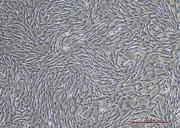 人滑膜肉瘤细胞SW982(STR鉴定) | EnkiLife恩玑生命