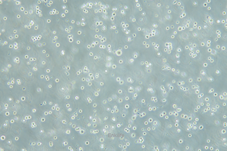 人急性骨髓性白血病细胞KG-1(STR鉴定) | EnkiLife恩玑生命