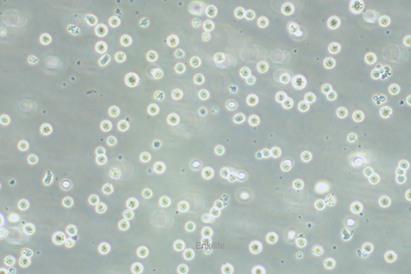 人急性骨髓性白血病细胞KG-1(STR鉴定) | EnkiLife恩玑生命