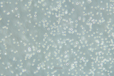 人急性骨髓性白血病细胞KG-1(STR鉴定) | EnkiLife恩玑生命