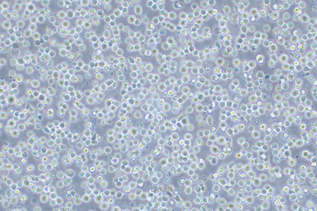 人急性淋巴细胞白血病细胞CCRF-CEM(STR鉴定) | EnkiLife恩玑生命