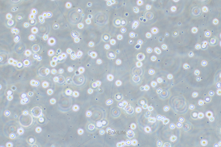 人急性淋巴细胞白血病细胞CEM/C1(STR鉴定) | EnkiLife恩玑生命