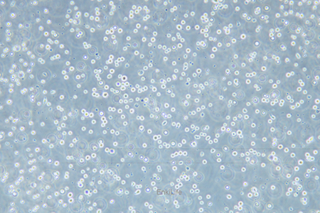 人急性淋巴细胞白血病细胞CEM/C1(STR鉴定) | EnkiLife恩玑生命