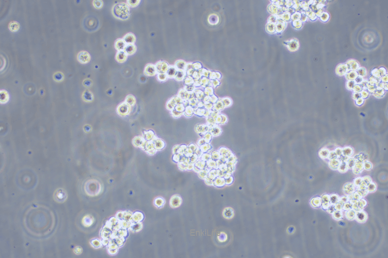 人急性髓系白血病细胞SKNO-1(STR鉴定) | EnkiLife恩玑生命