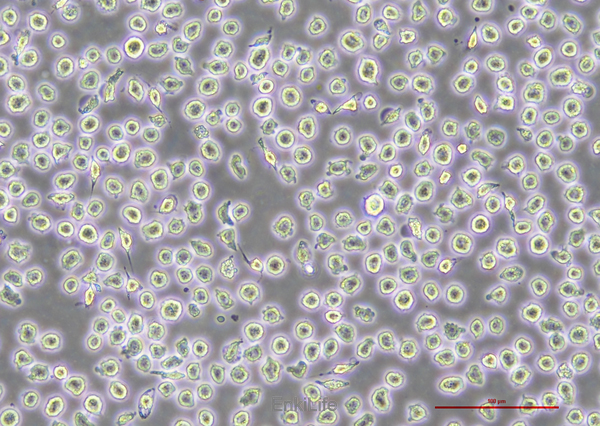 人急性髓细胞性白血病细胞OCI-AML3(STR鉴定) | EnkiLife恩玑生命