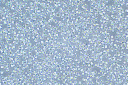 人急性髓性白血病细胞KG-1A(STR鉴定) | EnkiLife恩玑生命