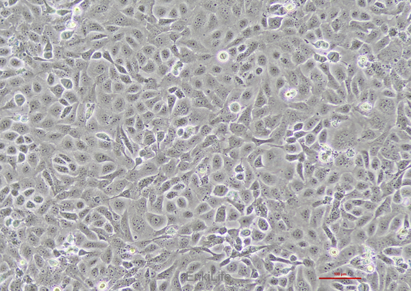 人甲状腺癌乳头状细胞BCPAP(STR鉴定) | EnkiLife恩玑生命