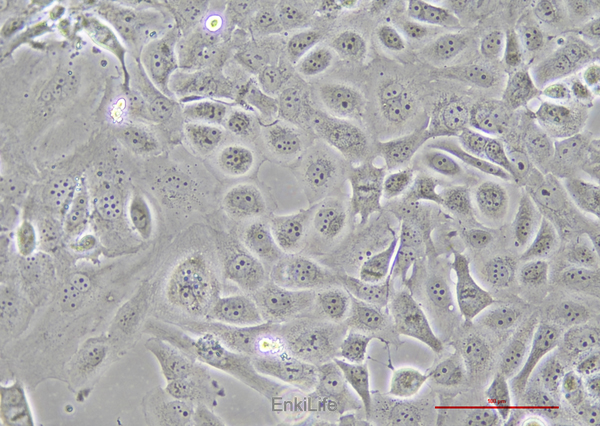 人甲状腺癌乳头状细胞BCPAP(STR鉴定) | EnkiLife恩玑生命