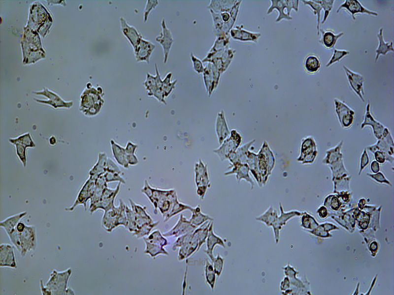人甲状腺癌细胞TT(STR鉴定) | EnkiLife恩玑生命