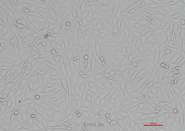 人胶质瘤细胞LN-229(STR鉴定) | EnkiLife恩玑生命