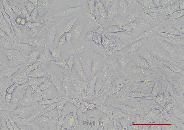 人胶质瘤细胞LN-229(STR鉴定) | EnkiLife恩玑生命