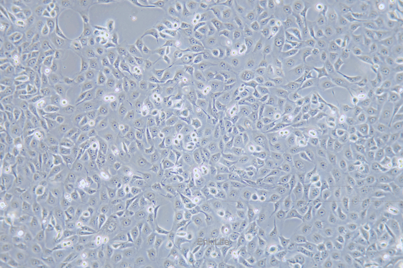 人角膜上皮细胞HCE-T(STR鉴定) | EnkiLife恩玑生命