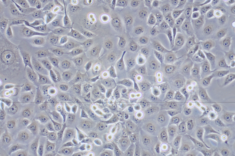 人角膜上皮细胞HCE-T(STR鉴定) | EnkiLife恩玑生命