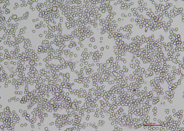 人结肠癌细胞COLO 205(STR鉴定) | EnkiLife恩玑生命