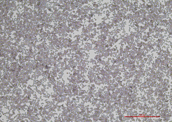 人结肠癌细胞COLO 205(STR鉴定) | EnkiLife恩玑生命