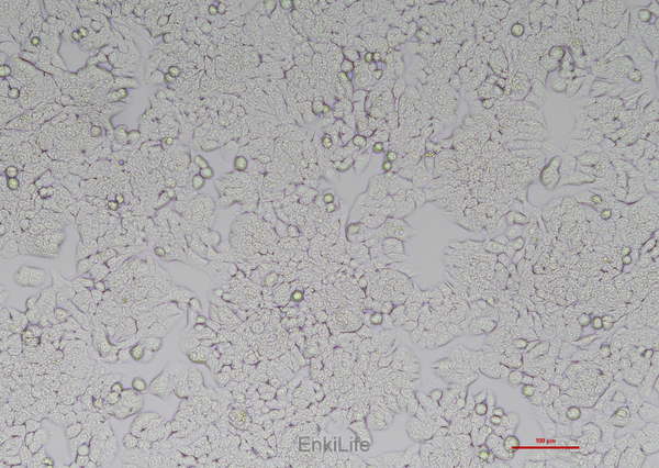 人结肠癌细胞HT-29(STR鉴定) | EnkiLife恩玑生命